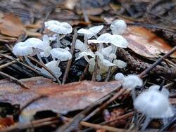 IMG_20250810_091056.jpg