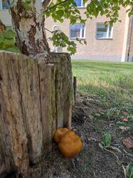 IMG_20250810_134941.thumb.jpg.2f5f85e1874244d7ff489dc843875129.jpg