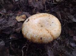 IMG_20250810_170251_gcam_3.2.thumb.jpg.c9c4f2dec51dce6a3ed0fc4b9fe429c5.jpg