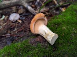 IMG_20250810_182744_gcam_3.2.thumb.jpg.e2f599f1948147df94a1032bbc344891.jpg