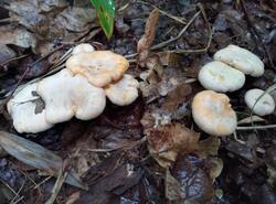IMG_20250810_183440_gcam_3.2.thumb.jpg.00ad4aaab98abc51306ff9124ebcc3df.jpg