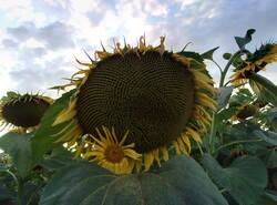 IMG_20250810_185331_gcam_3.2.jpg