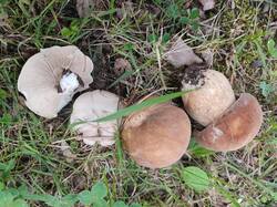 IMG_20250811_154313.thumb.jpg.aeaa96b4bd021696c3a6f5178423a1b8.jpg