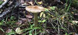 IMG_20250812_104155.thumb.jpg.12071393fed4bfc19392a5f2897bc32e.jpg