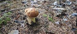 IMG_20250812_110206.thumb.jpg.a1eccc2a69eeec589515b281c661021f.jpg