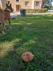 IMG_20250813_132503.thumb.jpg.91df05e79ef8d8c0c22c38e007b02957.jpg