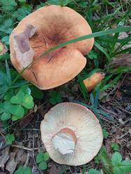 IMG_20250813_142906.thumb.jpg.25802d5f936ca7bf922441f4358866ba.jpg