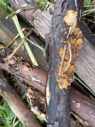 IMG_20250814_181348.thumb.jpg.921e722c716edee5c989b96ec81168b4.jpg