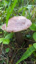 IMG_20250814_190900.jpg