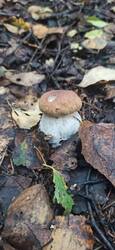 IMG_20250815_074732.jpg