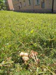 IMG_20250815_134158.thumb.jpg.e3640d8362691750563e168ea4864897.jpg