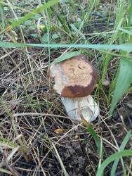 IMG_20250815_182345.thumb.jpg.b662a072f7e92ad2bda5175878640f19.jpg