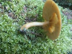 IMG_20250816_061234.jpg