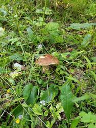 IMG_20250816_073610.jpg