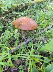 IMG_20250816_075415.jpg