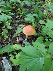 IMG_20250816_075840.jpg