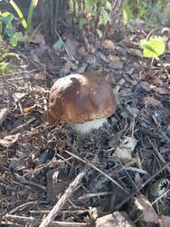 IMG_20250816_081855.thumb.jpg.3ac393867c53cc7b493d40ae6daf504f.jpg
