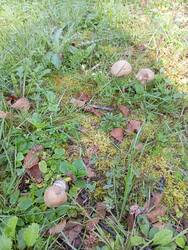 IMG_20250816_082022.thumb.jpg.2c49f4906f8d33bbfe3b076a7f217571.jpg