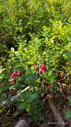 IMG_20250816_085815.jpg