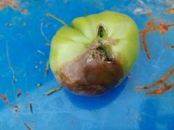 IMG_20250816_125717.thumb.jpg.927999a2e796e225b2a5e0bded7e9b6f.jpg