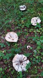 IMG_20250816_154741.jpg