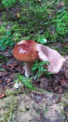 IMG_20250816_162754_1.jpg