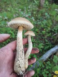 IMG_20250816_175716.jpg