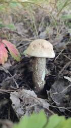 IMG_20250816_184124.jpg