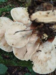 IMG_20250816_191400_840.jpg