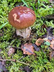 IMG_20250817_085014.jpg