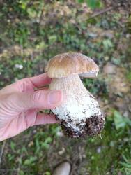 IMG_20250817_095521.thumb.jpg.4025f62e7c64ad659e630dee7fd3df82.jpg