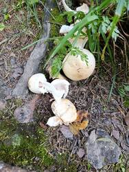 IMG_20250817_100201.thumb.jpg.cbd726b0438d03d28d067652f1b64c3a.jpg