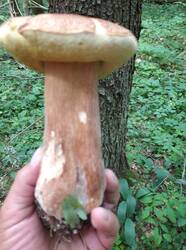IMG_20250817_145536.jpg