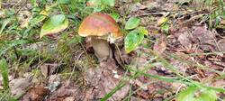 IMG_20250818_103239_336.thumb.jpg.f9b864eef979ebbbed12af5db23b9337.jpg