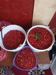 IMG_20250818_154336.thumb.jpg.e74762d282ad44eb539effd3979e6dbb.jpg