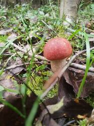 IMG_20250819_141450.jpg