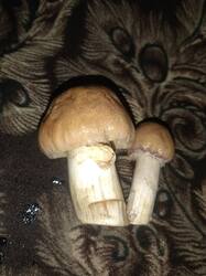 IMG_20250820_000701.jpg