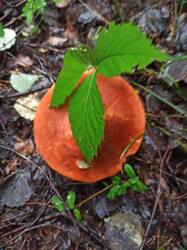 IMG_20250820_055152.jpg