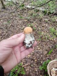 IMG_20250820_073537.thumb.jpg.863184732e1a5bda7159e761523642f3.jpg