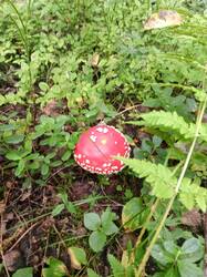 IMG_20250820_080246.thumb.jpg.1da2bc4801218e9b827aa4b358355afc.jpg