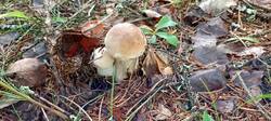 IMG_20250820_094756_343.thumb.jpg.afe21017f691c7f3547496f9bc067a76.jpg