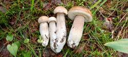 IMG_20250820_094938_529.thumb.jpg.484e4c830ef06228b3a75e7fc65ae381.jpg