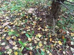 IMG_20250820_095457.jpg