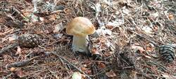 IMG_20250820_095759_805.thumb.jpg.fe0e0f8e84986a11b105e513196b2043.jpg