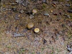 IMG_20250820_132227.thumb.jpg.6322e924bb08516ed0b5c9d40dfe9ab7.jpg