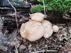 IMG_20250820_140222.thumb.jpg.aa59e0683c1c39713e7787650b29ff6b.jpg