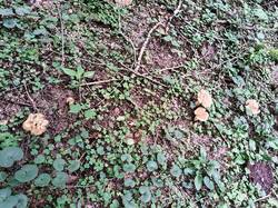 IMG_20250820_154717.thumb.jpg.dc70f3d71bb76a07703658ed4909eda6.jpg