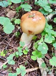 IMG_20250820_154741.thumb.jpg.067c261f656b56c4bc70d055dbab623e.jpg