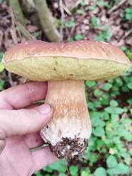 IMG_20250820_161725.thumb.jpg.4c25bf4e459405fff5c818c7925f658c.jpg