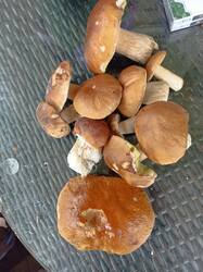 IMG_20250821_124112.thumb.jpg.d9dacd5527c2cbe817d44719214bb3c5.jpg